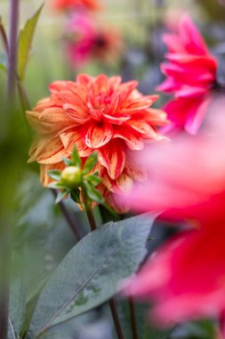 Zarif taç yaprakları ve yemyeşil yapraklarla çiçeklenmiş yakın plan kırmızı yıldız çiçekleri. Çiçekler taze, ayrıntılı ve bulanık doğal bir arka plana çarpıcı, canlı bir bahçe sahnesi yaratıyor..