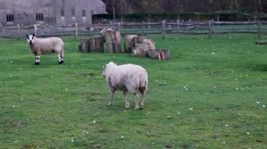 Kırsal bir ahşap çitin yanındaki çimenli bir tarlada iki koyun duruyor. Biri tuhaf bir şekilde kameraya bakar, diğeri uzaklaşır. Arka planda kütükler ve bir çiftlik evi kırsal bir cazibe ekler.