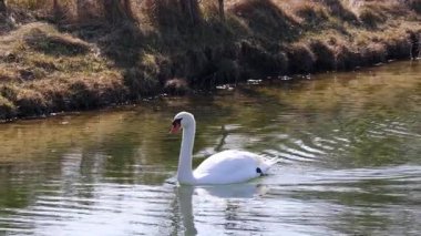 Zarif bir kuğu, çimenli bankalarla çevrili berrak ve sakin bir derede rahatça süzülür. Su, kuğunun beyaz tüylerini yansıtır ve hareket ederken hafif dalgalanmalar yaratır..