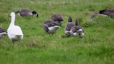 Beyaz bir kaz, yeşil bir tarlada bir grup grilag kazının arasında göze çarpıyor. Arka planda, daha fazla kaz otlayıp dinlenerek, açık kırlarda huzurlu ve doğal bir manzara yaratıyor..