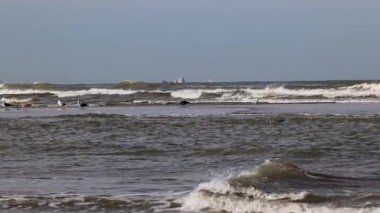 Dalgalar kıyıya vururken deniz kuşları dinleniyor ve suyun üzerinde süzülüyorlar. Ufukta seyir halindeki uzak bir kargo gemisi, dinamik ve sakin kıyı sahnesine derinlik katıyor..