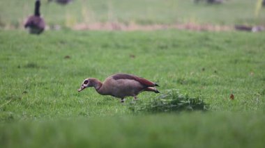 Yalnız bir Mısırlı kaz yemyeşil bir tarlada otlar ve otları gagalar. Huzurlu ortam yumuşak doğal ışıkla doluyken diğer kuşlar bulanık arka planda geziniyor..