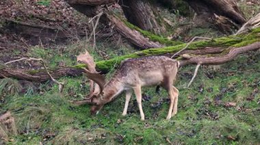 Düşen yosunlu ağaçlarla çevrili verimli bir ormanda görkemli bir geyik otluyor. Huzurlu vahşi yaşam sahnesi doğanın güzelliğini ve orman ekosisteminin uyumunu vurgular..