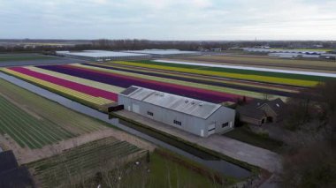 Canlı lale tarlalarının hava manzarası, seraların ve küçük bir binanın yanında renkli sıralar halinde dizilmiş, baharda Hollanda 'nın tarım manzaralarının güzelliğini yansıtıyor..