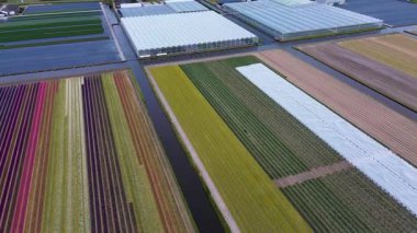 Canlı lale tarlalarının hava manzarası, seraların ve küçük bir binanın yanında renkli sıralar halinde dizilmiş, baharda Hollanda 'nın tarım manzaralarının güzelliğini yansıtıyor..