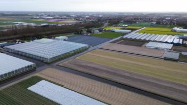 Canlı lale tarlalarının hava manzarası, seraların ve küçük bir binanın yanında renkli sıralar halinde dizilmiş, baharda Hollanda 'nın tarım manzaralarının güzelliğini yansıtıyor..