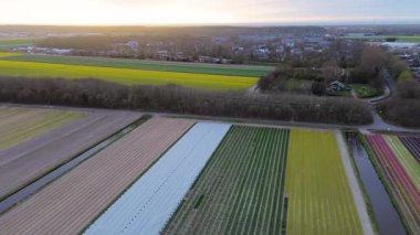 Canlı lale tarlalarının gün batımında tam çiçeklenme görüntüsü. Çizgili renkli çiçek sıraları manzara boyunca uzanır, içinden bir kanal geçer ve arka planda bir köy görünür..
