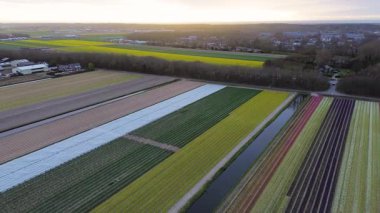 Canlı lale tarlalarının gün batımında tam çiçeklenme görüntüsü. Çizgili renkli çiçek sıraları manzara boyunca uzanır, içinden bir kanal geçer ve arka planda bir köy görünür..
