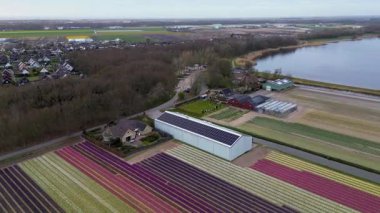 Canlı lale tarlalarının hava manzarası, seraların ve küçük bir binanın yanında renkli sıralar halinde dizilmiş, baharda Hollanda 'nın tarım manzaralarının güzelliğini yansıtıyor..