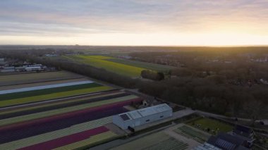 Canlı lale tarlalarının hava manzarası, seraların ve küçük bir binanın yanında renkli sıralar halinde dizilmiş, baharda Hollanda 'nın tarım manzaralarının güzelliğini yansıtıyor..