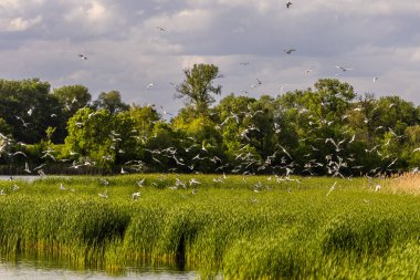 Birçok martı göllerde, nehirlerde ve kanallarda balık avlar. Martılar suyun üzerinde uçar. Martılar zarif bir şekilde suyun yüzeyinde süzülür, kanatları dalgalanan dalgaların üzerinde narin gölgeler bırakır..
