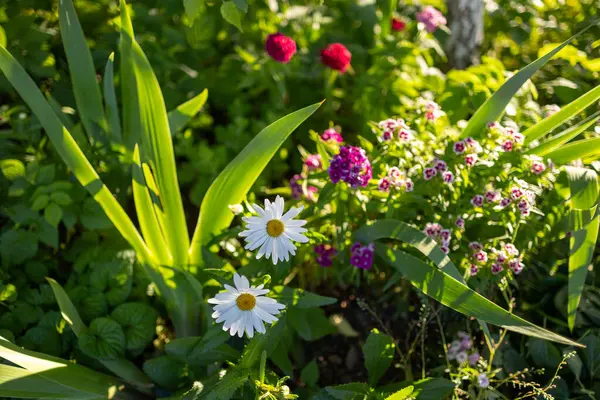 Çiçekli papatyalar ve sıcak güneş ışığında güneşlenen renkli çiçeklerin olduğu canlı bir bahçe sahnesi. Bereketli yeşil yapraklar ve zengin renkler huzurlu bir yaz ortamı yaratır..