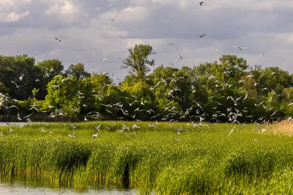 Birçok martı göllerde, nehirlerde ve kanallarda balık avlar. Martılar suyun üzerinde uçar. Martılar zarif bir şekilde suyun yüzeyinde süzülür, kanatları dalgalanan dalgaların üzerinde narin gölgeler bırakır..