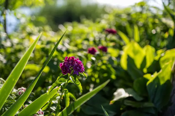 Işıl ışıl, yeşil yapraklar ve arka planda yumuşak odaklı yeşilliklerle çevrili güneşli bir bahçede hafifçe sallanan canlı macenta çiçekleri..