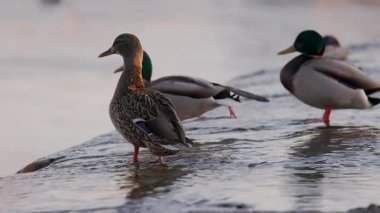 Dişi bir yaban ördeği sığ sularda durur, sıcak güneş ışığında yıkanır. Diğer ördekler, biraz bulanık odaklanırlar, dinlenirler ve arka planda yaşarlar. Kuşun turuncu perdeli ayakları etrafında hafif dalgalanmalar oluşur..