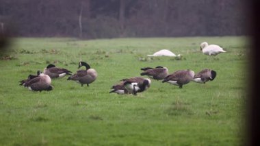 Bir grup Kanadalı kaz yeşil bir alanda huzur içinde dinleniyor, bazılarının kafaları tıkalı. Arka planda, iki beyaz kuğu sisli ve sakin atmosfere kontrast ekler..
