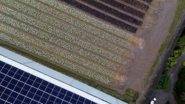 Renkli lale alanlarının, su kanallarıyla ayrılmış, çapraz sıralar halinde, nefes kesici hava manzarası. Parlak desenler büyüleyici ve soyut bir çiçek manzarası yaratır..