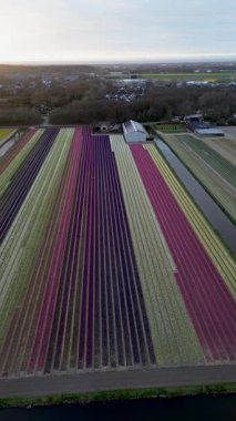 Canlı lale tarlalarının hava manzarası, seraların ve küçük bir binanın yanında renkli sıralar halinde dizilmiş, baharda Hollanda 'nın tarım manzaralarının güzelliğini yansıtıyor..