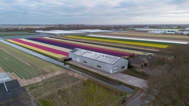 Canlı lale tarlalarının hava manzarası, seraların ve küçük bir binanın yanında renkli sıralar halinde dizilmiş, baharda Hollanda 'nın tarım manzaralarının güzelliğini yansıtıyor..