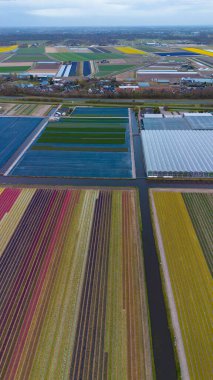 Canlı lale tarlalarının hava manzarası, seraların ve küçük bir binanın yanında renkli sıralar halinde dizilmiş, baharda Hollanda 'nın tarım manzaralarının güzelliğini yansıtıyor..