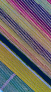 Renkli lale alanlarının, su kanallarıyla ayrılmış, çapraz sıralar halinde, nefes kesici hava manzarası. Parlak desenler büyüleyici ve soyut bir çiçek manzarası yaratır..