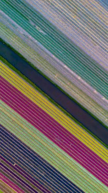 Renkli lale alanlarının, su kanallarıyla ayrılmış, çapraz sıralar halinde, nefes kesici hava manzarası. Parlak desenler büyüleyici ve soyut bir çiçek manzarası yaratır..