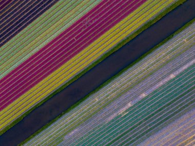 Renkli lale alanlarının, su kanallarıyla ayrılmış, çapraz sıralar halinde, nefes kesici hava manzarası. Parlak desenler büyüleyici ve soyut bir çiçek manzarası yaratır..