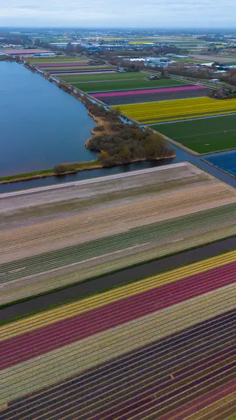 Hava görüntülerinde düz Hollanda manzarası boyunca uzanan renkli lale tarlaları, seralar ve kanallar, bir göl ve bulutlu bir gökyüzünün altında görünen uzak kasabalar görülüyor..