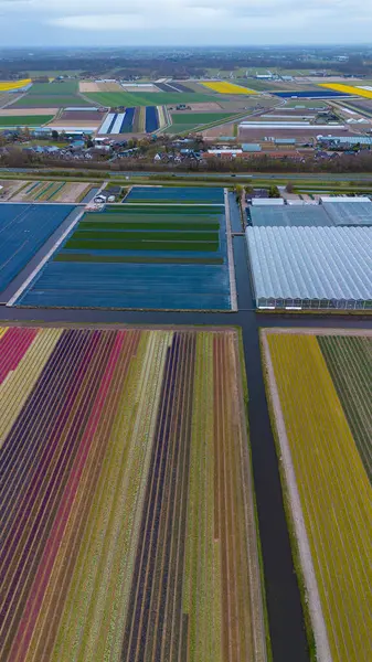 Canlı lale tarlalarının hava manzarası, seraların ve küçük bir binanın yanında renkli sıralar halinde dizilmiş, baharda Hollanda 'nın tarım manzaralarının güzelliğini yansıtıyor..