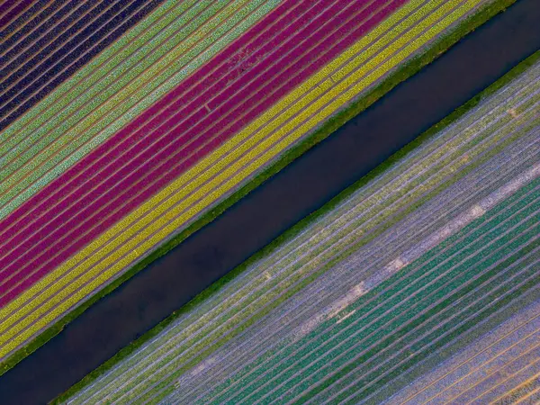 Renkli lale alanlarının, su kanallarıyla ayrılmış, çapraz sıralar halinde, nefes kesici hava manzarası. Parlak desenler büyüleyici ve soyut bir çiçek manzarası yaratır..