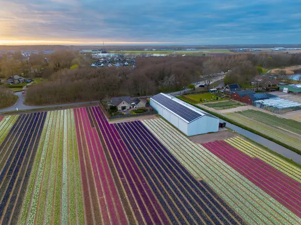 Canlı lale tarlalarının gün batımında tam çiçeklenme görüntüsü. Çizgili renkli çiçek sıraları manzara boyunca uzanır, içinden bir kanal geçer ve arka planda bir köy görünür..