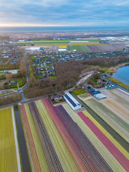 Canlı lale tarlalarının gün batımında tam çiçeklenme görüntüsü. Çizgili renkli çiçek sıraları manzara boyunca uzanır, içinden bir kanal geçer ve arka planda bir köy görünür..