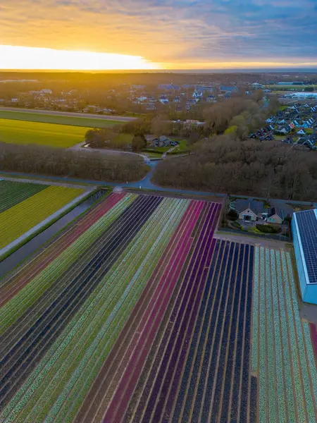 Canlı lale tarlalarının gün batımında tam çiçeklenme görüntüsü. Çizgili renkli çiçek sıraları manzara boyunca uzanır, içinden bir kanal geçer ve arka planda bir köy görünür..