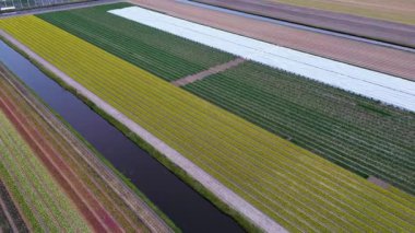 Canlı lale tarlalarının hava manzarası, seraların ve küçük bir binanın yanında renkli sıralar halinde dizilmiş, baharda Hollanda 'nın tarım manzaralarının güzelliğini yansıtıyor..
