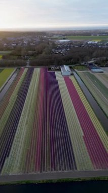 Canlı lale tarlalarının gün batımında tam çiçeklenme görüntüsü. Çizgili renkli çiçek sıraları manzara boyunca uzanır, içinden bir kanal geçer ve arka planda bir köy görünür..