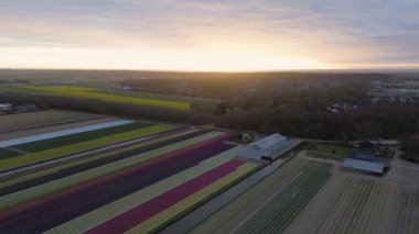 Canlı lale tarlalarının gün batımında tam çiçeklenme görüntüsü. Çizgili renkli çiçek sıraları manzara boyunca uzanır, içinden bir kanal geçer ve arka planda bir köy görünür..
