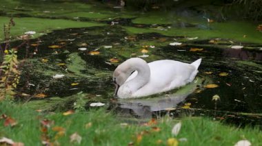 Zarif beyaz bir kuğu, yüzen sonbahar yapraklarıyla çevrili yeşil yosunlarla kaplı bir gölette süzülüyor. Su zarif şeklini yansıtır, doğada huzurlu ve huzurlu bir sahne yaratır..