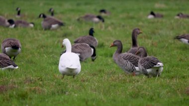 Beyaz bir kaz, yeşil bir tarlada bir grup grilag kazının arasında göze çarpıyor. Arka planda, daha fazla kaz otlayıp dinlenerek, açık kırlarda huzurlu ve doğal bir manzara yaratıyor..