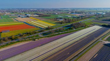 Canlı lale tarlalarının hava manzarası, açık mavi bir gökyüzü altında, yakındaki yollar, çiftlikler ve uzak bir kasaba ile kırsal bir alanda renkli çiçek sıraları sergiliyor..
