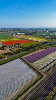 Canlı lale tarlalarının hava manzarası, açık mavi bir gökyüzü altında, yakındaki yollar, çiftlikler ve uzak bir kasaba ile kırsal bir alanda renkli çiçek sıraları sergiliyor..
