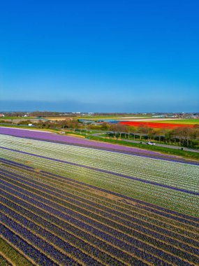 Canlı lale tarlalarının hava manzarası, açık mavi bir gökyüzü altında, yakındaki yollar, çiftlikler ve uzak bir kasaba ile kırsal bir alanda renkli çiçek sıraları sergiliyor..
