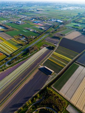 Canlı lale tarlalarının hava manzarası, açık mavi bir gökyüzü altında, yakındaki yollar, çiftlikler ve uzak bir kasaba ile kırsal bir alanda renkli çiçek sıraları sergiliyor..