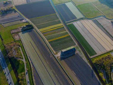 Canlı lale tarlalarının hava manzarası, açık mavi bir gökyüzü altında, yakındaki yollar, çiftlikler ve uzak bir kasaba ile kırsal bir alanda renkli çiçek sıraları sergiliyor..