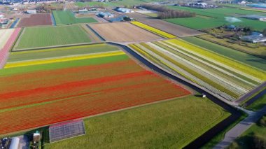 Canlı lale tarlalarının hava manzarası, açık mavi bir gökyüzü altında, yakındaki yollar, çiftlikler ve uzak bir kasaba ile kırsal bir alanda renkli çiçek sıraları sergiliyor..