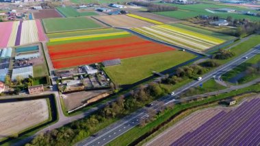 Canlı lale tarlalarının hava manzarası, açık mavi bir gökyüzü altında, yakındaki yollar, çiftlikler ve uzak bir kasaba ile kırsal bir alanda renkli çiçek sıraları sergiliyor..