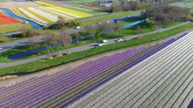 Canlı lale tarlalarının hava manzarası, açık mavi bir gökyüzü altında, yakındaki yollar, çiftlikler ve uzak bir kasaba ile kırsal bir alanda renkli çiçek sıraları sergiliyor..