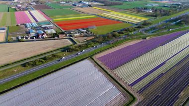 Canlı lale tarlalarının hava manzarası, açık mavi bir gökyüzü altında, yakındaki yollar, çiftlikler ve uzak bir kasaba ile kırsal bir alanda renkli çiçek sıraları sergiliyor..