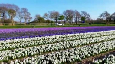 Rengarenk bir çiçek tarlasının yukarıdan aşağı manzarası düzgün sıralanmış sıralar, kıvrımlı bir kırsal yol, bir kanal ve uzun sabah gölgeleri olan hareket eden arabaların olduğu bir otoyol. Huzurlu bahar sahnesi.