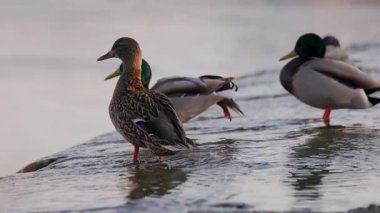 Dişi bir yaban ördeği sığ sularda durur, sıcak güneş ışığında yıkanır. Diğer ördekler, biraz bulanık odaklanırlar, dinlenirler ve arka planda yaşarlar. Kuşun turuncu perdeli ayakları etrafında hafif dalgalanmalar oluşur..