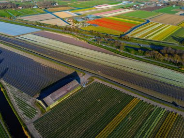 Canlı lale tarlalarının hava manzarası, açık mavi bir gökyüzü altında, yakındaki yollar, çiftlikler ve uzak bir kasaba ile kırsal bir alanda renkli çiçek sıraları sergiliyor..